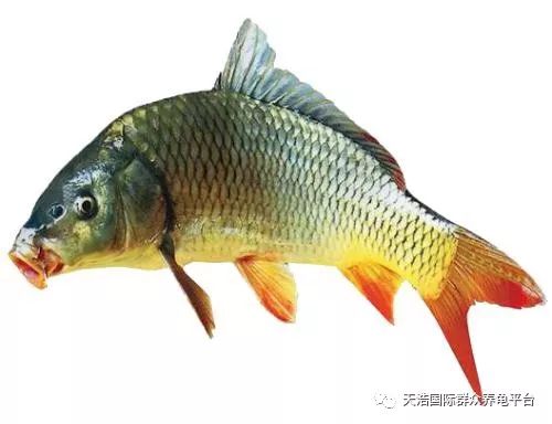 ：风水视域下的垂钓行为与鲤鱼符号的文化解构