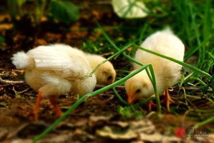 81年属鸡男性最佳配偶是谁？