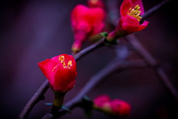 属鸡农历十月出生的人命运如何？