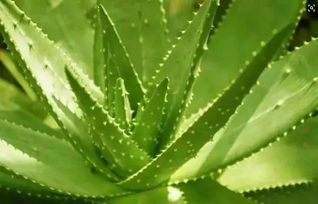 家里适合养蚕，符合风水讲究吗？