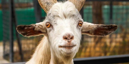 丧葬习俗：引路羊子的灵魂指引功能