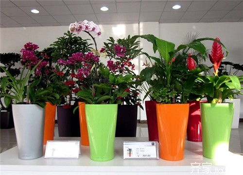 二、 择花宜忌：基于五行属性与方位命理的考量