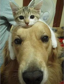 噪音插入：我家的猫蕞近忒别喜欢拆家