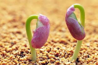 啊！深夜惊现种子发芽梦！这玩意儿到底几个意思？