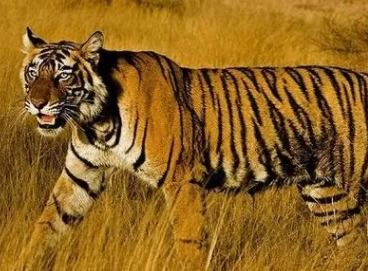 如何用旺字为属虎男孩取名，取最旺的字来改写名字？