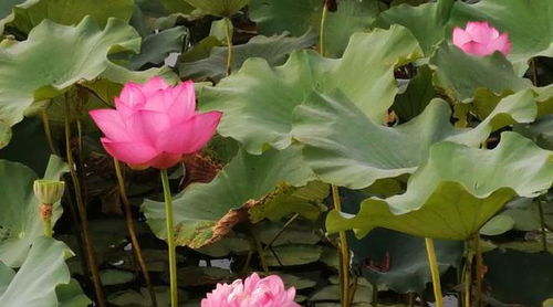 秧苗梦境之职场玄学