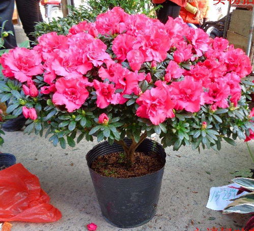2. 杜鹃花（Rhododendron simsii）——繁荣绚烂与春回大地之意