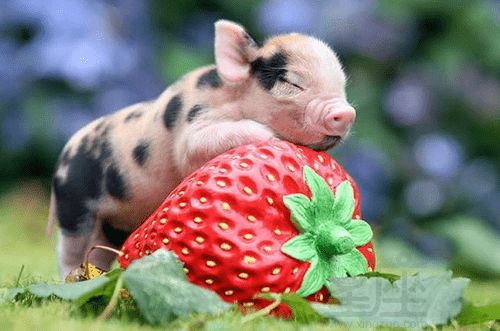 1971年属猪9月8日出生的人2026年运势如何？