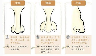 3. 低鼻高颧型——有位无权
