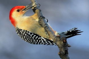 历法机制：阴历与阳历的周期性重合与差异