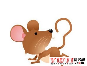 属鼠在兔年运势如何？未来五年运势会有哪些变化？