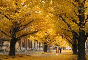 哇塞！那个被吹上天的破银杏林