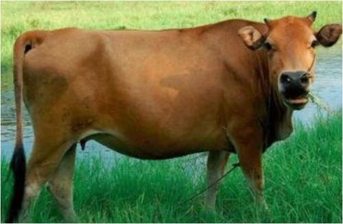 2026年85年属牛天蝎男性事业运势如何？