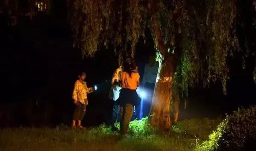 夜幕下的森林：树妖的较低语与寂静之笑