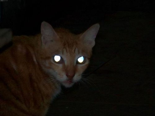 猫咪半夜嚎叫的原因分析