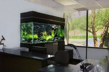 客厅摆放鱼盆的风水最佳位置是哪里？？