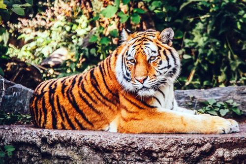 2026年属虎全年运势完整版具体内容有哪些？