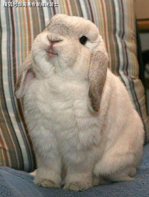 三心二意的生肖动物是什么？三心二意打一生肖动物指的是什么？