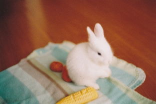 87年属兔的妹妹结婚吉日，选哪个日子结婚用的喜兔图案最吉利呢？