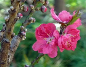 2. 最厉害的桃花格局