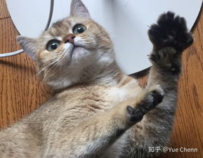 1.1 诗词典故类