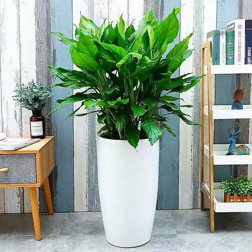 家里种植无花果树会对风水产生哪些影响？