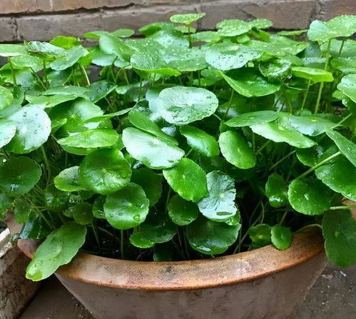 五、 自然垂吊形态诱导技术与维护体系