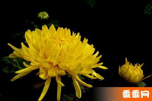 孕妇室内植物摆放的科学研究边界与风水考量