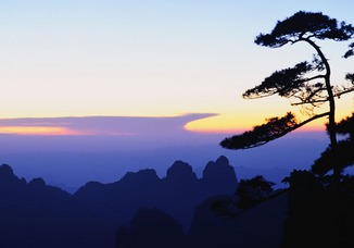 松树梦境大揭秘！看完这篇你的人生要开挂了！