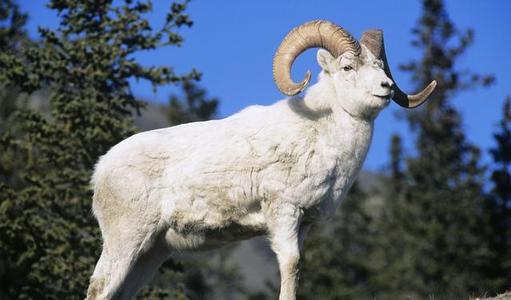 1991年属羊女性2026年全年运势具体如何？