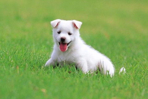 1982年属狗男性2026年每月运势详解具体是什么意思？