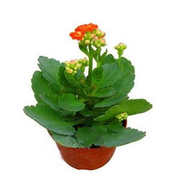 四、 植物类开运装饰及其具体应用