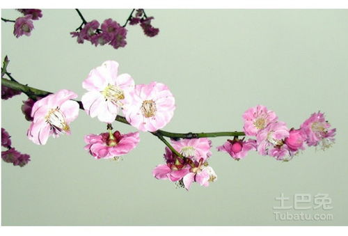 如何通过摆放花寓意风水图片来改善家居风水？