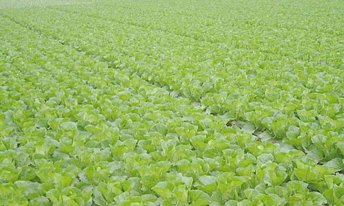 梦见白菜地被水淹，这预示着什么？