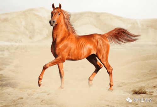 老马退休后的精彩人生