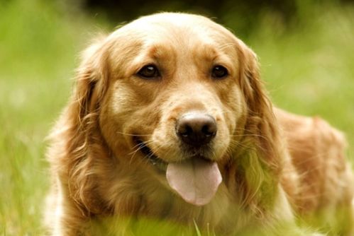 2026年2月属狗人本月开业选择哪一天最吉利呢？