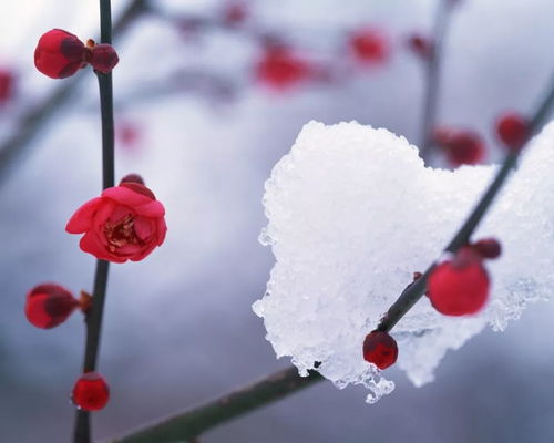一、 东湖梅花：花开雪中，老人最爱