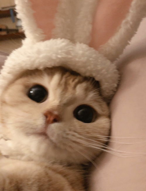 算命大师如何根据猫咪特征预测我的桃花运？