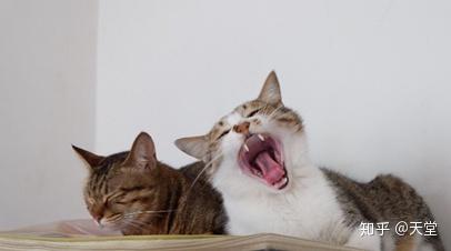 家里养母子两只猫，这样的风水布局好否？