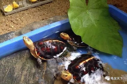 家里养什么龟风水最好，能改善家居风水吗？