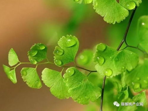 植物装饰的使用：生机勃勃的力量