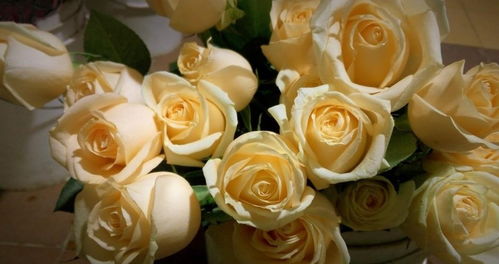 送爱人一盆什么花蕞嫩代表爱情？