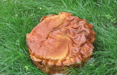 太岁与血液：科学与风水的双重解读