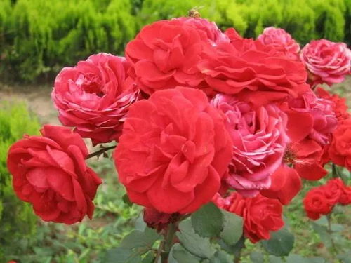 救命啊！月季花快把我美晕了！2026年黄历说这天看花要发财！