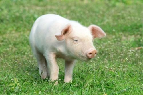 95年属猪的人感情状况如何，他们的感情现状是怎样的？