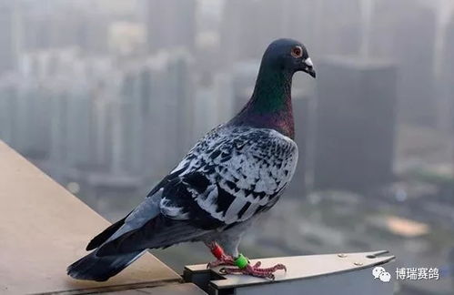 二、 案例分析：实证材料的系统整理