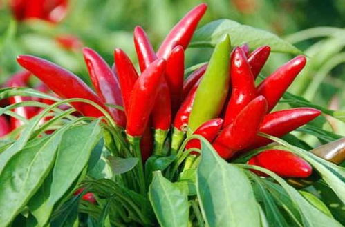家里种植辣椒会对家居风水产生怎样的影响呢？