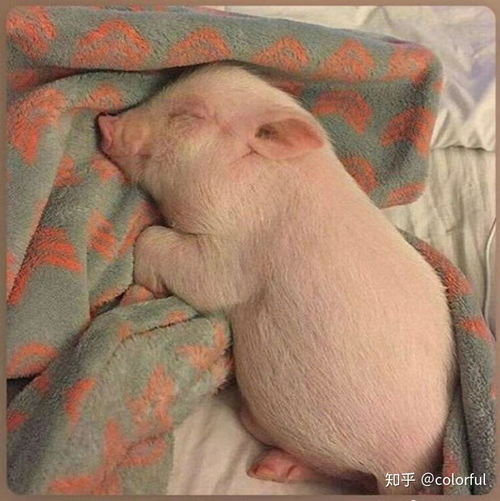 1.2 星座特征与“猪女郎”的契合度