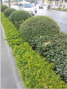 2. 树种选择及其象征意义