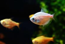 黑色系：稳定与耐久之象征